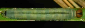 Final Larvae Top of Green Darter - Telicota ancilla ancilla